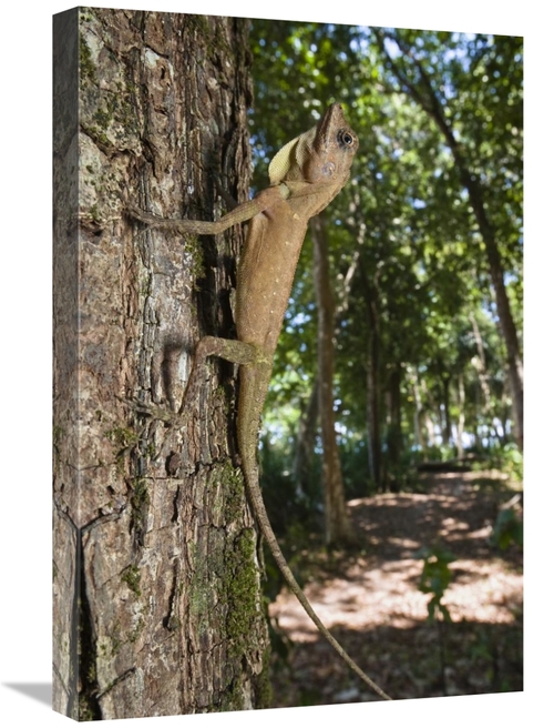 Global Gallery GCS-453650-1624-142 16 x 24 in. Tree Dragon Young, 