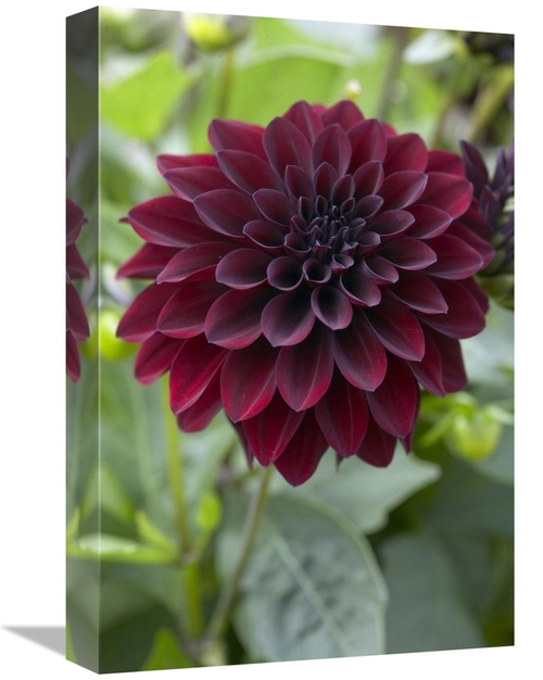 Global Gallery GCS-398344-1218-142 12 x 18 in. Dahlia Ronaldo Variety 