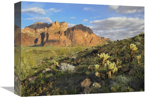 Global Gallery GCS-397023-1216-142 12 x 16 in. Opuntia Cactus & Other 