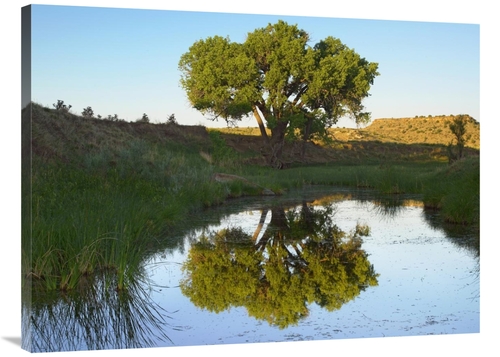 Global Gallery GCS-396579-3040-142 30 x 40 in. Tree Reflecting in Cree