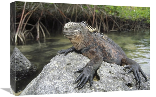 Global Gallery GCS-451315-1624-142 16 x 24 in. Marine Iguana Clings to