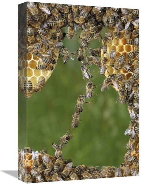 Global Gallery GCS-453386-1218-142 12 x 18 in. Honey Bee Chains Made t