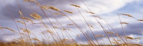 Wheat Stalks Blowing  Crops  Field  Open Space Poster Print by  - 36 x