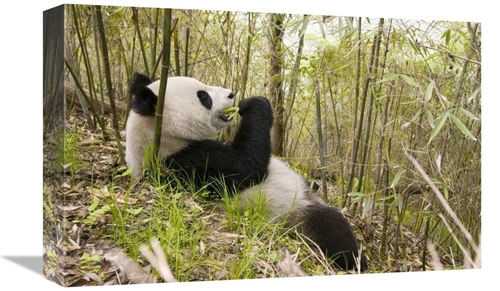 Global Gallery GCS-395893-1218-142 12 x 18 in. Xiang Xiang Eating Bamb