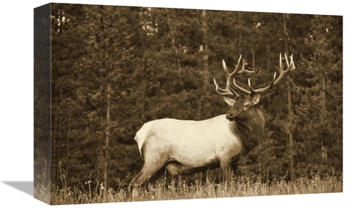 Global Gallery GCS-450500-1216-142 12 x 16 in. Elk or Wapiti Male Port