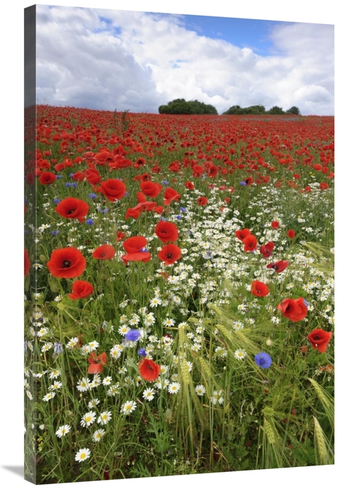 Global Gallery GCS-398061-2436-142 24 x 36 in. Field with Flowering Re