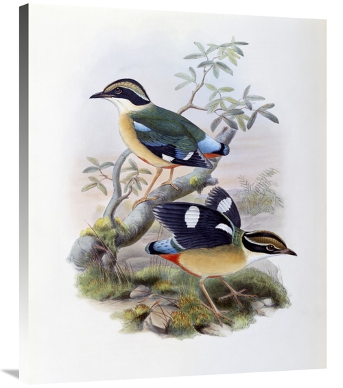 Global Gallery GCS-277737-36-142 36 in. Bengal Pitta Art Print - John 