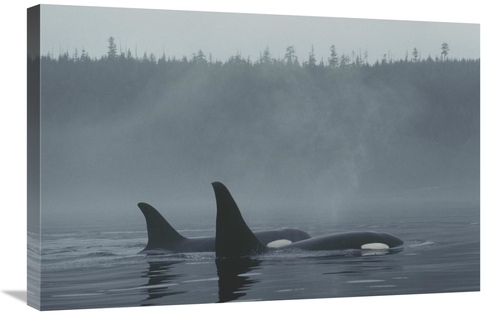 Global Gallery GCS-453565-2030-142 20 x 30 in. Orca Male & Female Surf