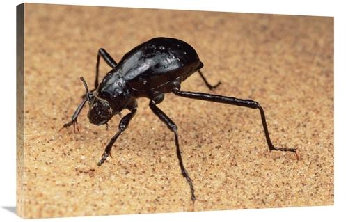 Global Gallery GCS-450982-2436-142 24 x 36 in. Darkling Beetle Bends D