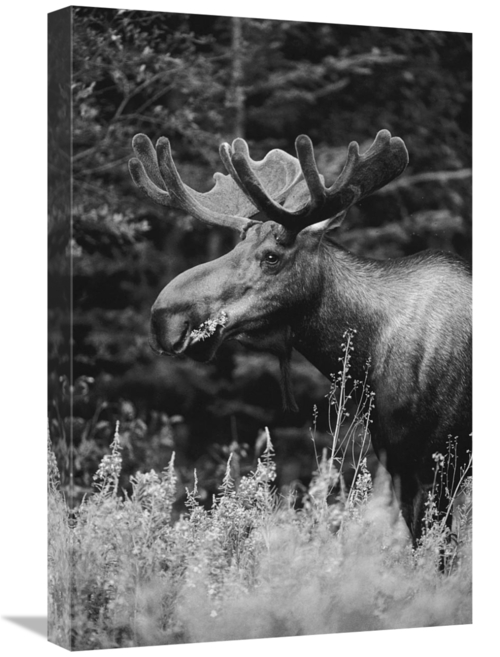 Global Gallery GCS-461478-1624-142 16 x 24 in. Alaska Moose Feeding on