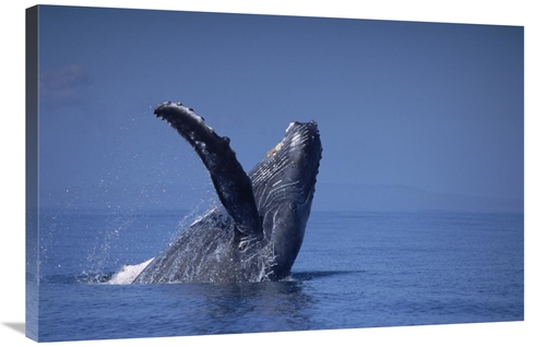 Global Gallery GCS-450996-2436-142 24 x 36 in. Humpback Whale Breachin