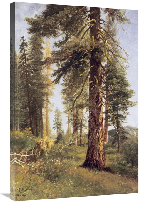 Global Gallery GCS-267731-36-142 36 in. California Redwoods Art Print 