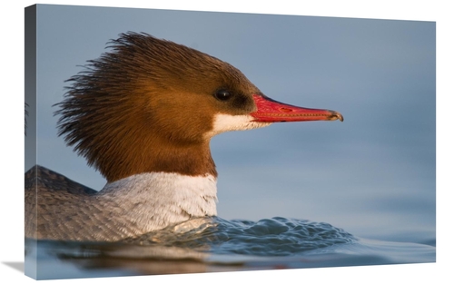 Global Gallery GCS-397368-2030-142 20 x 30 in. Common Merganser Female