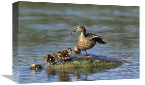 Global Gallery GCS-452339-1218-142 12 x 18 in. Mallard Mother with Duc