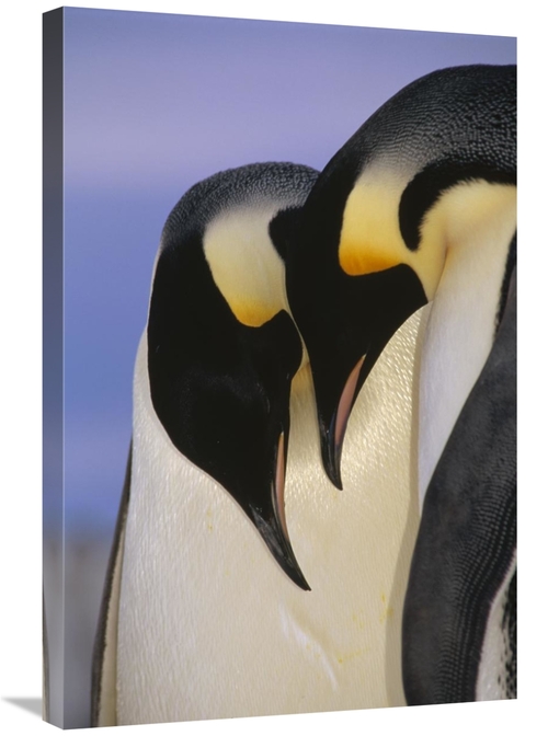 Global Gallery GCS-395646-2030-142 20 x 30 in. Emperor Penguin Courtin