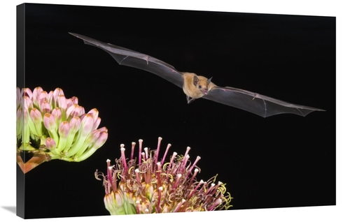 Global Gallery GCS-453330-2436-142 24 x 36 in. Lesser Long-Nosed Bat F