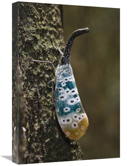 16 x 24 in. Lantern Bug, North Andaman Islands, India Art Prin