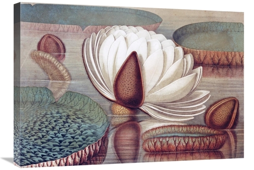 Global Gallery GCS-267280-30-142 30 in. The Great Water Lily of Americ