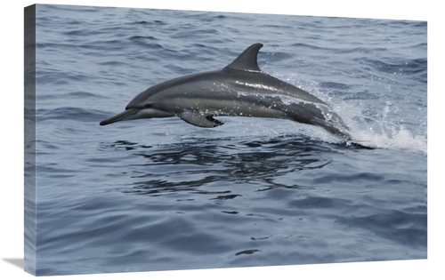 Global Gallery GCS-397963-2030-142 20 x 30 in. Spinner Dolphin Porpois