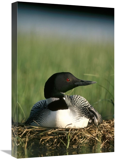 Global Gallery GCS-451856-1624-142 16 x 24 in. Common Loon on Nest wit