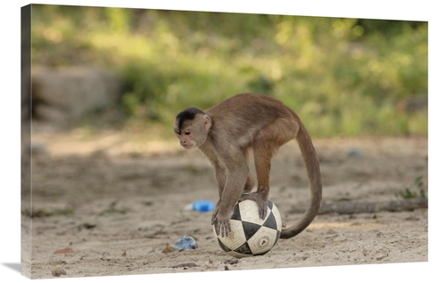 Global Gallery GCS-453084-2436-142 24 x 36 in. White-Fronted Capuchin 