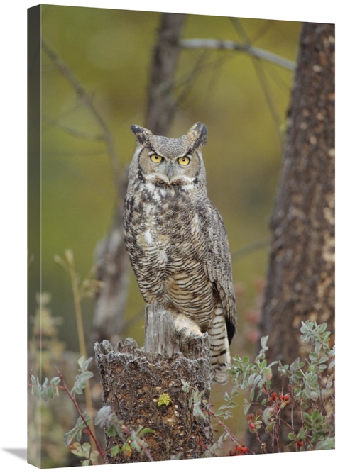 Global Gallery GCS-396429-2030-142 20 x 30 in. Great Horned Owl Adult 