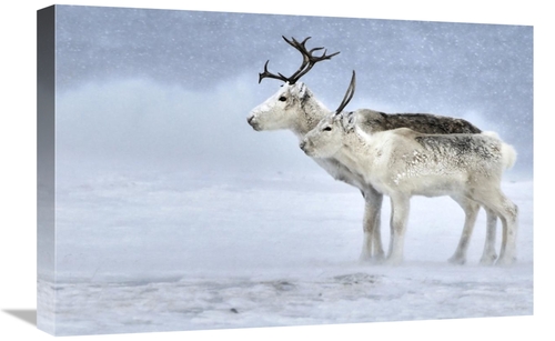 Global Gallery GCS-397255-1624-142 16 x 24 in. Two Reindeer, Male 
