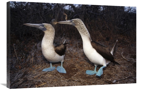 Global Gallery GCS-451393-2436-142 24 x 36 in. Blue-Footed Booby Pair 