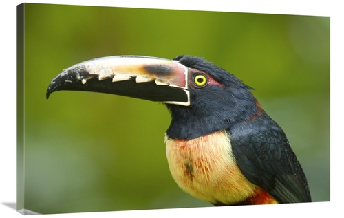 Global Gallery GCS-397262-2436-142 24 x 36 in. Collared Aracari, C