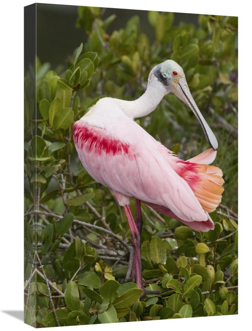 Global Gallery GCS-397416-1624-142 16 x 24 in. Roseate Spoonbill Preen