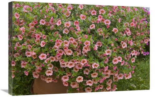 Global Gallery GCS-398393-2030-142 20 x 30 in. Calibrachoa Noa Peach E