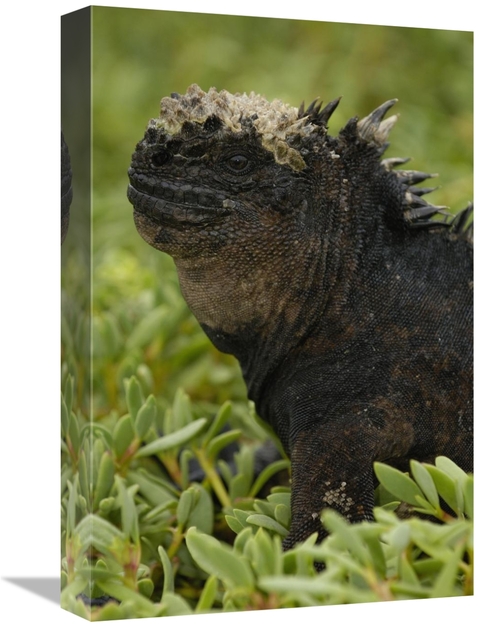 Global Gallery GCS-453051-1218-142 12 x 18 in. Marine Iguana, Sant