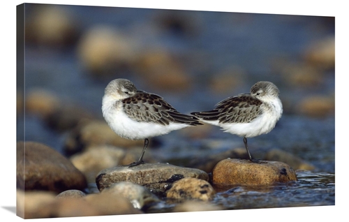 Global Gallery GCS-397094-2436-142 24 x 36 in. Western Sandpipers Pair