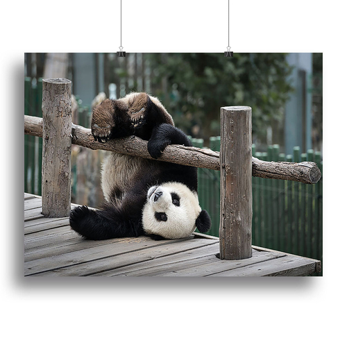 Little Panda Canvas Print or Poster