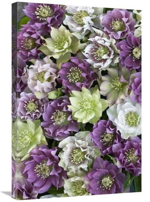 Global Gallery GCS-398330-2030-142 20 x 30 in. Hellebore Flowers Art P