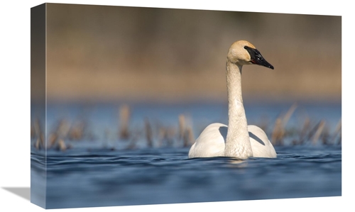 Global Gallery GCS-397396-1218-142 12 x 18 in. Trumpeter Swan Swimming