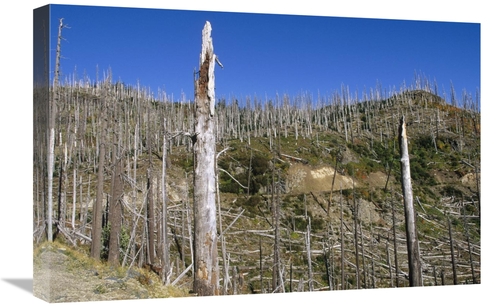 16 x 24 in. Regrowth Since Eruption, Mt Saint Helens, Washingt