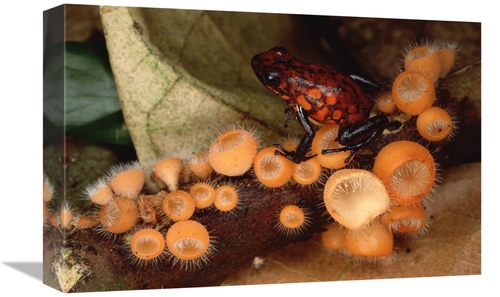 Global Gallery GCS-450761-1218-142 12 x 18 in. Harlequin Poison Dart F