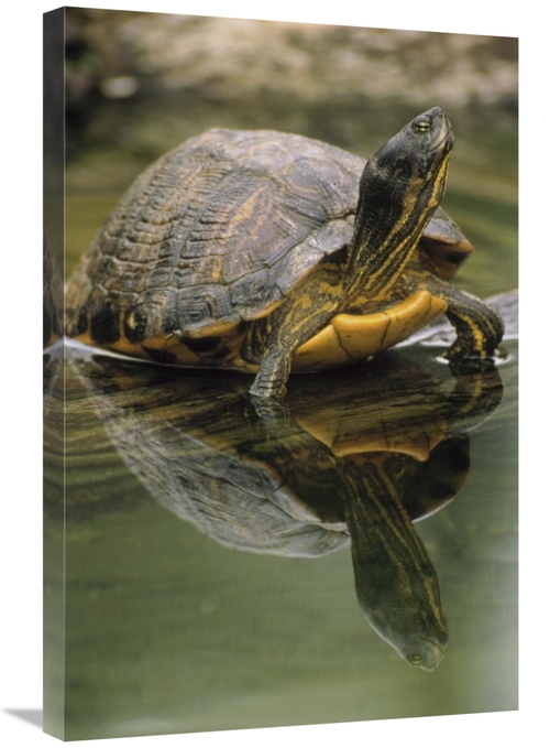 Global Gallery GCS-395762-2030-142 20 x 30 in. Yellow-Bellied Slider T