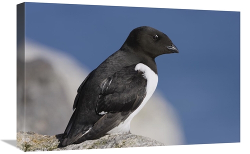 Global Gallery GCS-452704-1624-142 16 x 24 in. Little Auk, Spitsbe