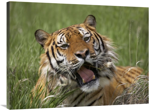 Global Gallery GCS-396414-3040-142 30 x 40 in. Siberian Tiger Yawning&