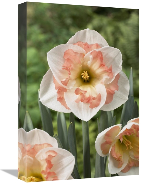 Global Gallery GCS-398374-1218-142 12 x 18 in. Daffodil Pink Wonder Va