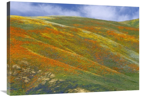 Global Gallery GCS-397027-36-142 36 in. California Poppy Covered Hills