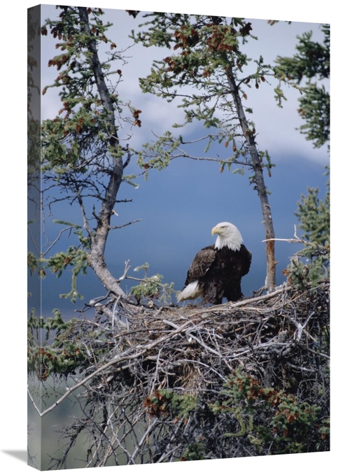 Global Gallery GCS-451903-2030-142 20 x 30 in. Bald Eagle Parent on Ne