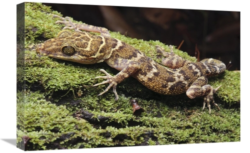 Global Gallery GCS-397558-1624-142 16 x 24 in. Borneo Bow-Fingered Gec