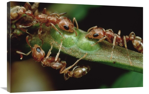 Global Gallery GCS-451004-2436-142 24 x 36 in. Anta Drink Nectar From 