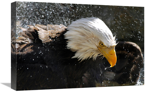 Global Gallery GCS-486563-22-142 22 in. Bald Eagle Fisherman Art Print