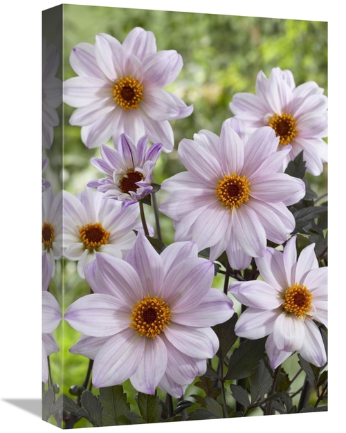 Global Gallery GCS-398395-1218-142 12 x 18 in. Dahlia Bishop of Leices