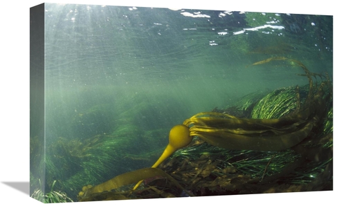 Global Gallery GCS-450831-1218-142 12 x 18 in. Bull Kelp Underwater&#4