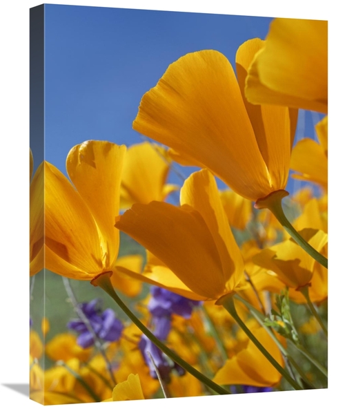 Global Gallery GCS-452254-1824-142 18 x 24 in. California Poppy Flower